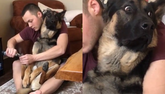 Un video viral muestra cómo un perro pastor alemán temblaba de miedo mientras su dueño le cortaba las uñas. | Crédito: u/Harman1796 / Reddit.