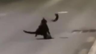 A lo 'Tom y Jerry’: rata se enfrenta contra un gato que quería comérselo y aplica hasta 5 patadas voladoras [VIDEO]