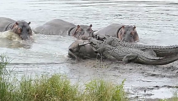 Un grupo de hipopótamos rescató a un ñu de las mandíbulas de varios cocodrilos. Incluso lo escoltaron hasta lograr escapar del lugar. (Foto: Kruger Sightings / YouTube)