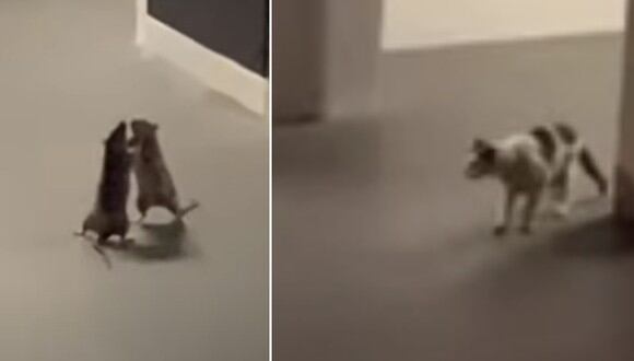 El gato fue un espectador de la brutal pelea entre 2 ratas. | Crédito: La Dos en YouTube.