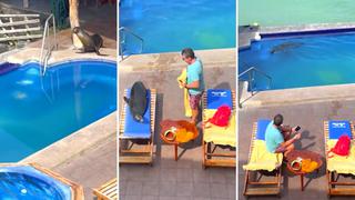 Video viral: Foquita expulsa a bañista de su silla y se echa a tomar sol