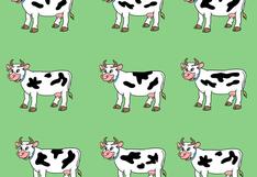 Si tienes un ojo entrenado, el viral es para ti: ubica la vaca que no es igual a las demás [FOTOS]