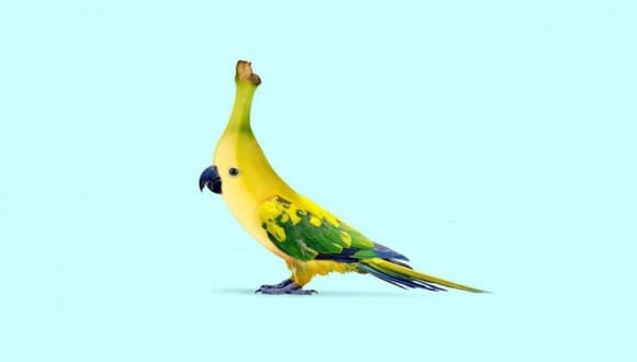 En esta imagen hay dos opciones: el ave y el plátano. ¿Qué ves primero? (Foto: MDZ Online)