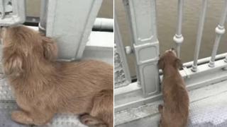 Perro esperó por días a su dueño en el mismo lugar donde se quitó la vida