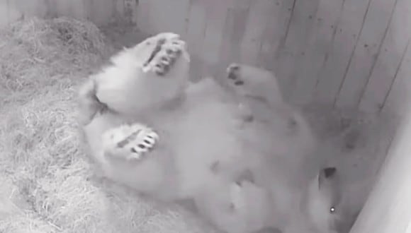 El parto de una osa polar después de 32 años en un zoológico  de Rusia ha generado alegría y esperanza. El video viral fue captado por las cámaras de seguridad del lugar. (Foto: Video RT)