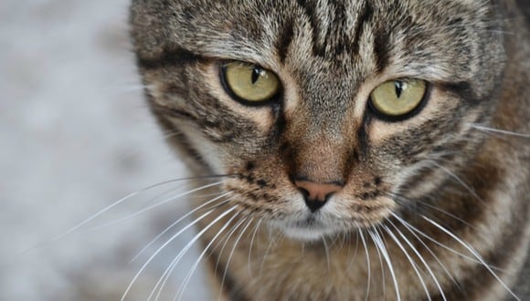 Se viralizó en las redes sociales la tierna reacción de un gato al ver que su dueño acaricia a otro minino. (Foto: Referencial / Pixabay)