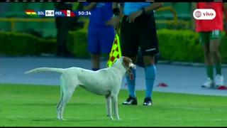 En pleno partido: un perro ingresó a la cancha y el Perú vs. Bolivia se detuvo [VIDEO]