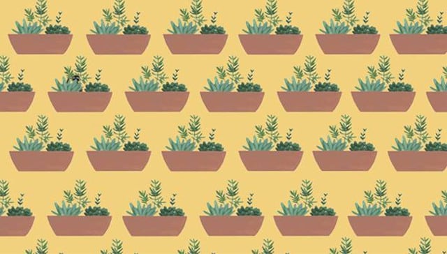 ¿Estás listo? Resuelve este reto viral en tiempo ilimitado, pero demuestra tu capacidad de percepción hallando al gato escondido entre el cúmulo de plantas ubicadas en la imagen.