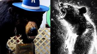 La historia real del oso que murió de sobredosis e inspiró la película “Oso vicioso”