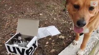 Un perro ‘adopta’ a cuatro gatos abandonados y los cría como sus ‘hijos’