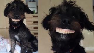 Perro ‘roba’ una dentadura postiza y escena genera risas en internautas