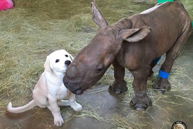 Los protagonistas son el rinoceronte Esmé y el perro David, quienes habitan en un refugio animal de Sudáfrica. (Foto: Facebook/Hoedspruit Endangered Species Centre)