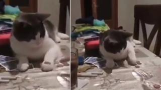 Gato aprende un truco de magia con una moneda y se vuelve una celebridad de Internet