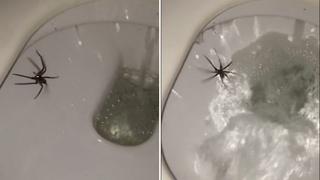 Horrible araña de ojos brillosos apareció en un inodoro