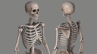 Así puedes activar el esqueleto humano en 3D usando Google totalmente gratis