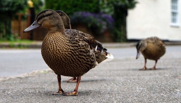 En el video difundido en YouTube, los patos aparecen caminando presurosos. (Foto referencial - Pexels)