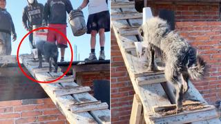 “Perro albañil” es viral en TikTok tras ayudar a trabajadores durante obra de construcción