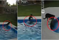 El viral del inicio del 2021: perrita ciega cayó a la piscina y fue rescatada así por su compañera [VIDEO]