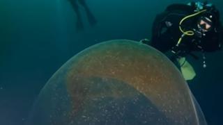 Científicos quedan desconcertados al hallar extraña burbuja transparente en el fondo del mar 