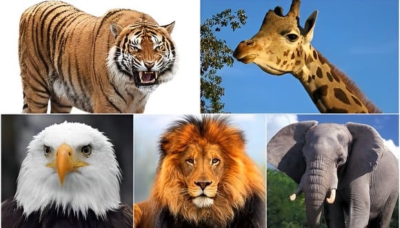 Este test visual desnudará tu personalidad: ¿cuál de los animales llama tu atención? (Foto: Genial.Guru)