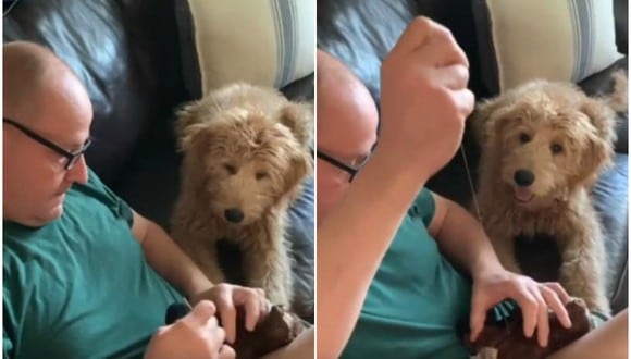 La reacción viral de un perro durante la "reparación" de su peluche favorito. (Foto: Hayley Alaxanian / Facebook)