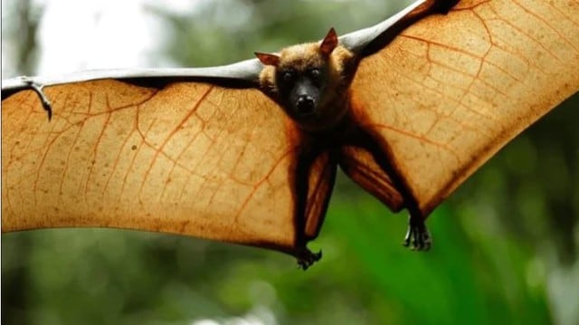 Así luce el murciélago más grande del mundo. [FOTOS]