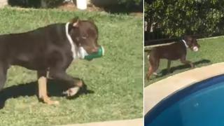 El hilarante momento en que un perro le ‘roba’ una lata de cerveza a su dueño