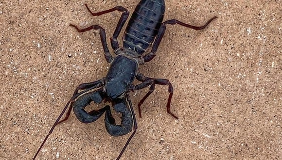 Este animal es un arácnido, parece un escorpión y lanza ácido por su cola. Su aspecto ha conmocionado a las redes sociales (Foto: Facebook)