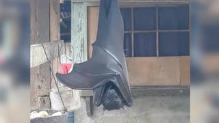 Increíbles los hechos: ¿es real la foto del murciélago de ‘tamaño humano’?