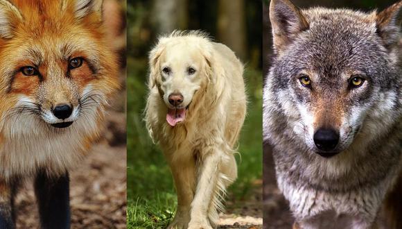 Test de personalidad | ¿Un zorro, un perro o un lobo?: elige el animal que  más te gusta y conocerás tu verdadero instinto | test viral hoy | prueba  psicológica | test