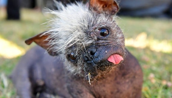 Mr. Happy Face fue adoptado por Jeneda Benally hace 10 meses, tras ver al anciano perro en un refugio. Ahora es el perro más feo mundo. (Foto: JOSH EDELSON / AFP)