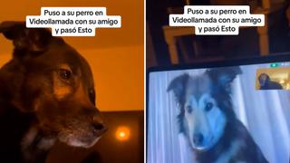 Puso a su perro en videollamada con su amigo y sus reacciones se volvieron virales