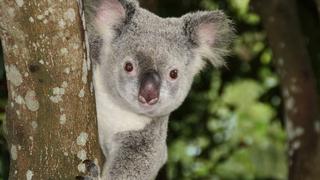 Le dijeron a una reportera que cargaría a un feroz animal pero se trataba de un amigable koala