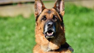 Perro la pega reloj despertador y levanta a sus dueños de la cama para que vayan a la escuela