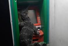 Lagarto se apodera de un cajero automático y asusta a clientes de un banco