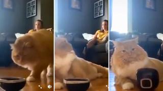 Video viral: gatito se disgusta al no ver comida en su plato y pide alimento de extraña forma