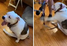 La conmovedora reacción de un perro discapacitado al recibir una silla de ruedas