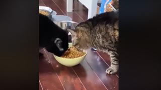 Gato travieso cuasa furor en las redes al evitar que su ‘amigo’ le quite su comida 