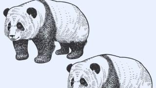 ¿Logras ver al panda original? Tienes 5 segundos para encontrarlo en este reto viral