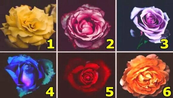 TEST VISUAL | Esta imagen te permite apreciar muchas rosas. ¿Cuál es tu preferida? (Foto: namastest.net)