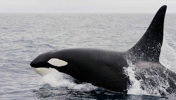 Tahlequah y su nueva cría, llamada J57, parecen estar saludables, informó el Centro para la Investigación de las Ballenas (Whale Research Center). (Foto: Referencial / Pixabay)