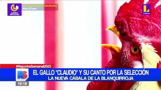 El gallo “Claudio” se convierte en la nueva cábala de la ‘Blanquirroja’