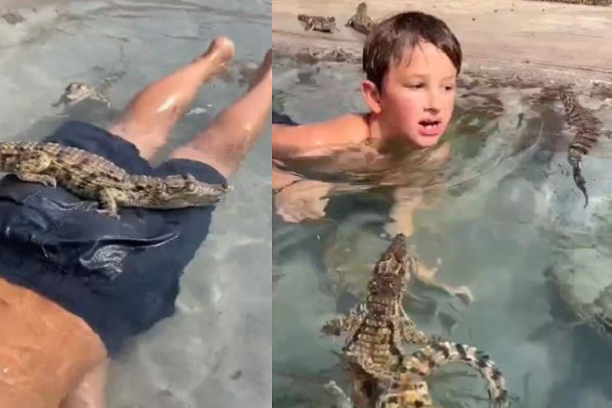 Niño paraliza a todos por nadar sin miedo en piscina repleta de hambrientos  cocodrilos | Videos | Twitter | Estados Unidos | nnda nnrt | OFF-SIDE |  DEPOR