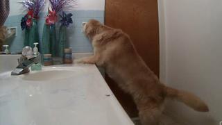 Video viral muestra cómo un perro se encierra solo en baño para lidiar con tormentas y fuegos artificiales