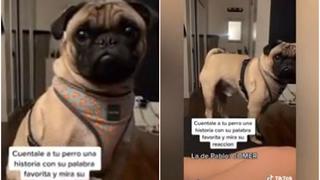 ¿Cuántos identificados? Reacción de perro cuando escucha la palabra ‘comida’ es viral en TikTok [VIDEO]