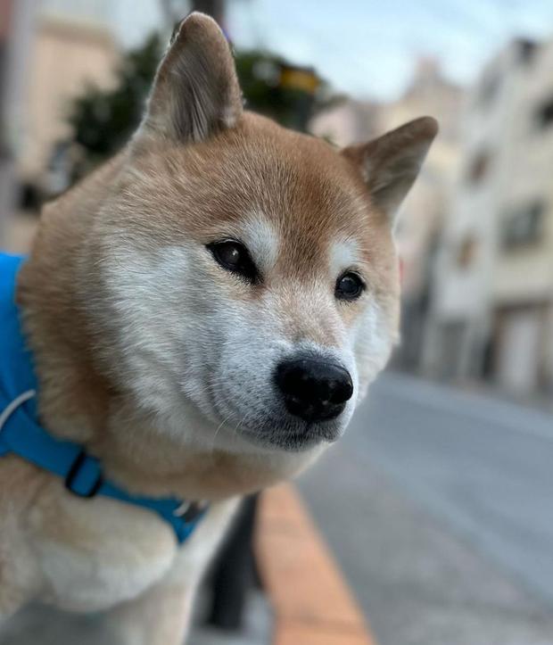 En la ubicación 10 se encuentra este can (Foto: Marutaro / Instagram)