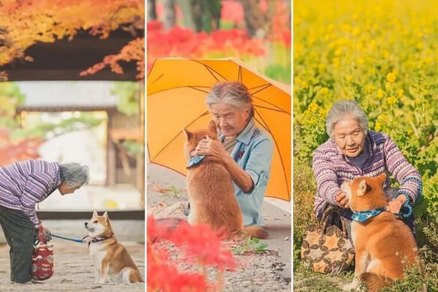 Una adorable anciana con su leal perro de raza Shiba Inu se robaron los corazones de todos en las redes sociales con su enternecedora sesión fotográfica. (Foto: yasuto.photography en Instagram)