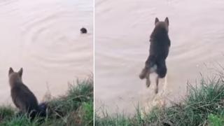 Joven se ‘ahoga’ en un lago y su perro realiza insólita reacción que sorprende a todos en redes