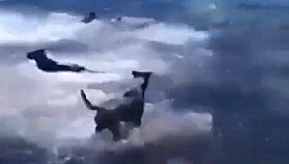 El perro se divertía en el agua cuando fue atacado por un tiburón. Afortunadamente, sus amigos se encontraban cerca y le salvaron la vida. (Foto: Viralones / YouTube)