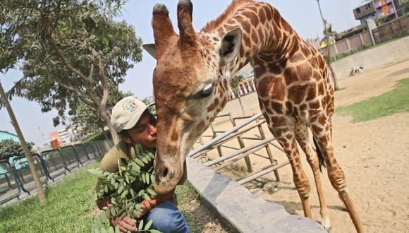 Conoce cuándo será la reapertura del Zoológico de Huachipa. (Foto: Agencias)